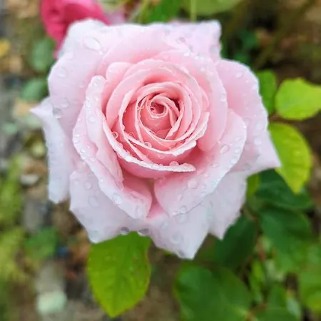 La Balniere Normande Vakantiehuis Hambye