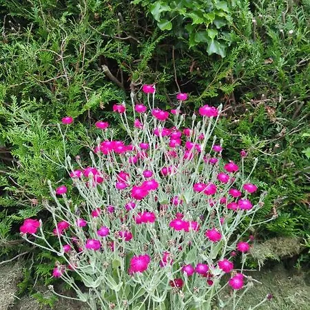 La Balniere Normande *